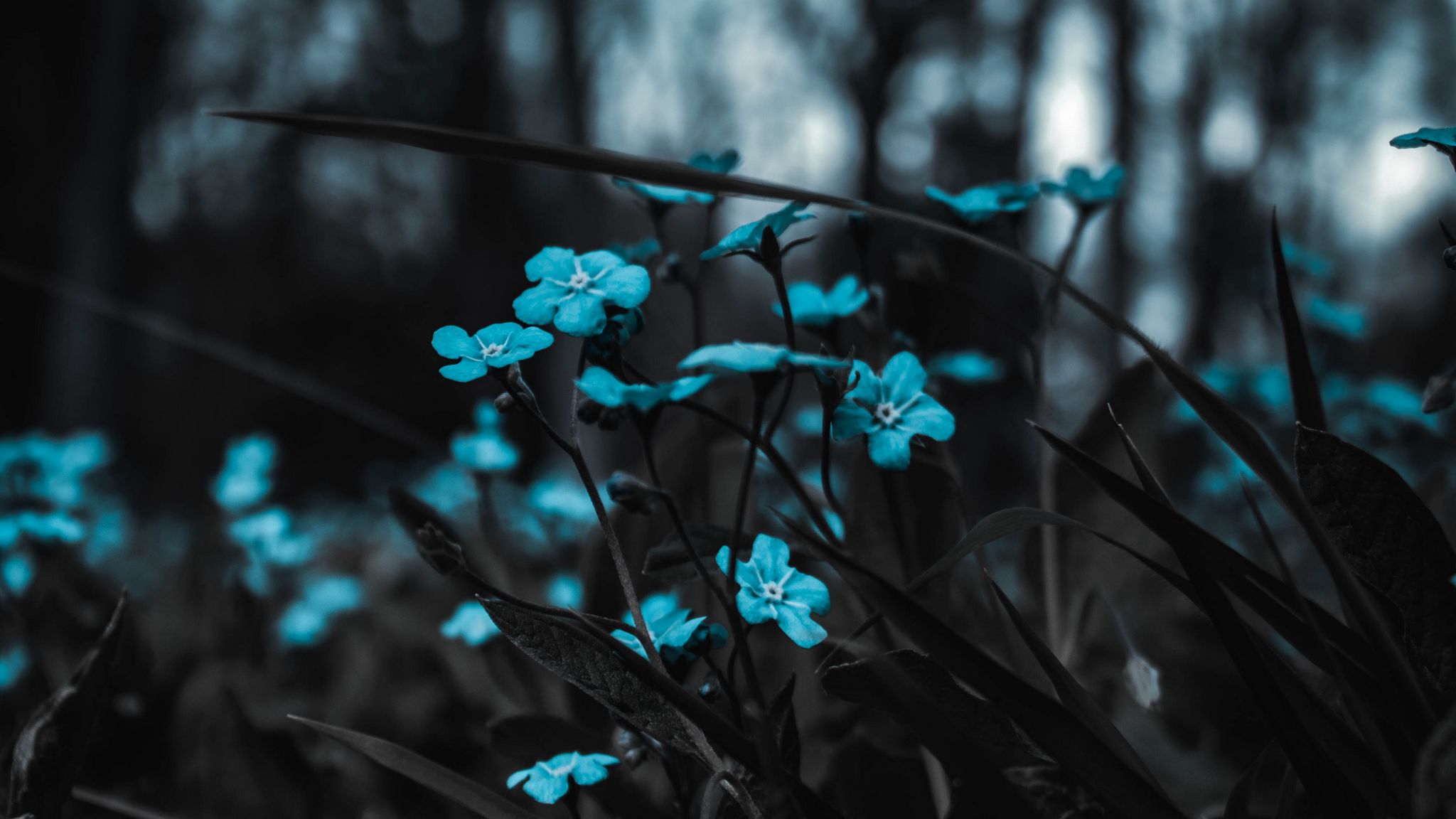 Wallpaper Flowers Blue Field Blur Ultrawide