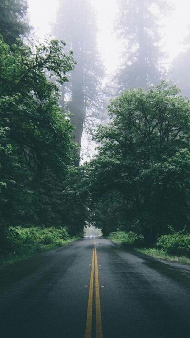 Beautiful Green Forest Road iPhone Wallpaper   IPhone Wallpapers