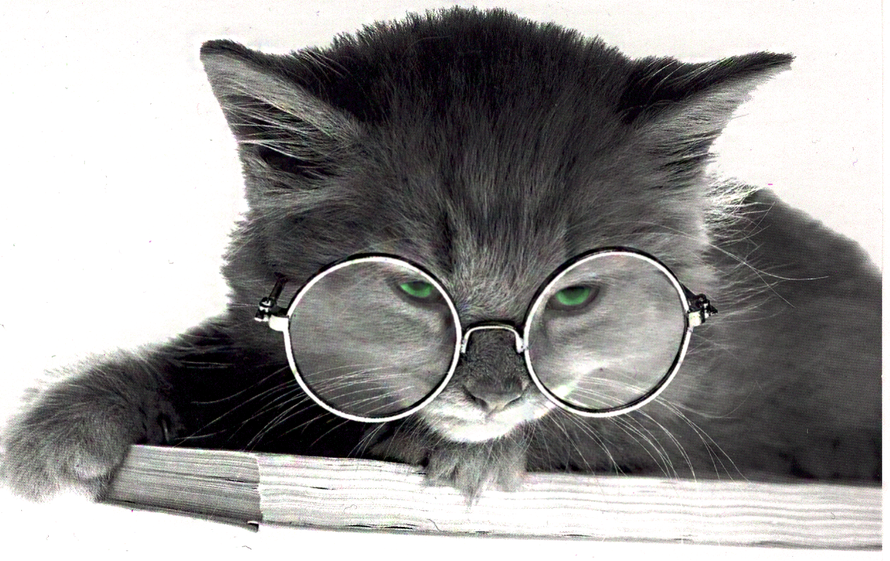 Cat With Sunglasses Wallpaper In Glasses