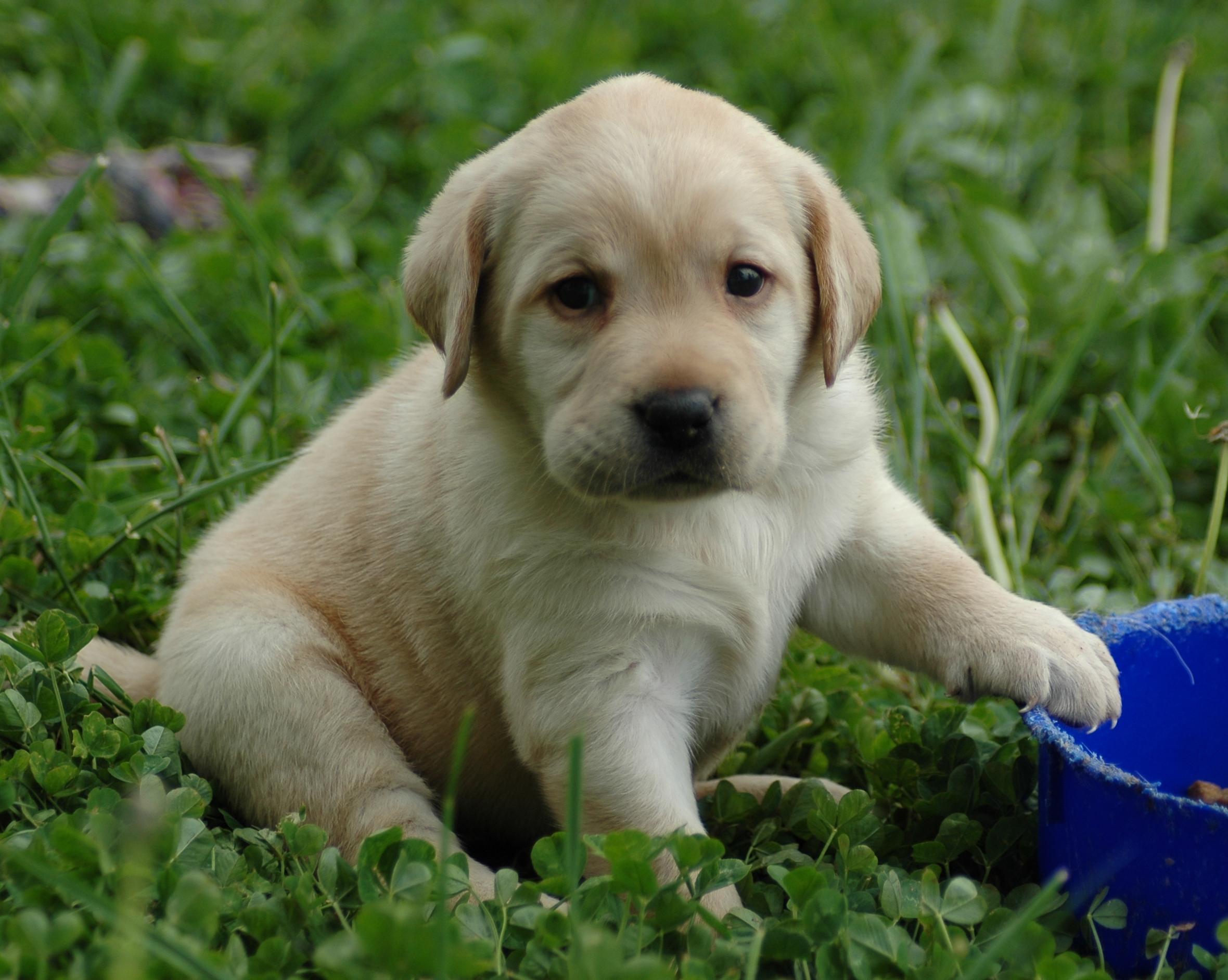 Cute Yellow Lab Puppy Face HD Wallpaper Image