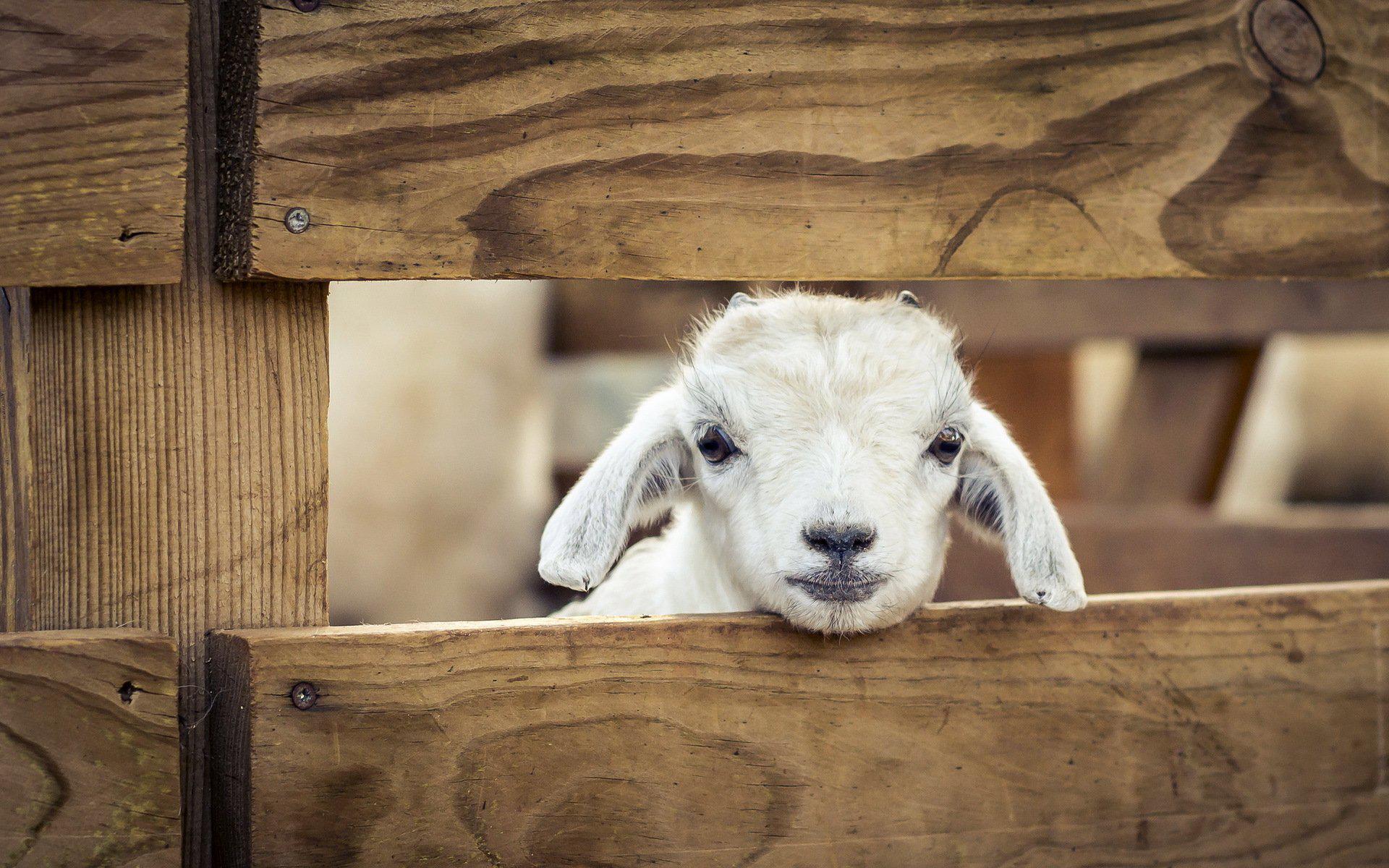 HD Pets Sheep Animals Lamb Baby Desktop Photo Wallpaper