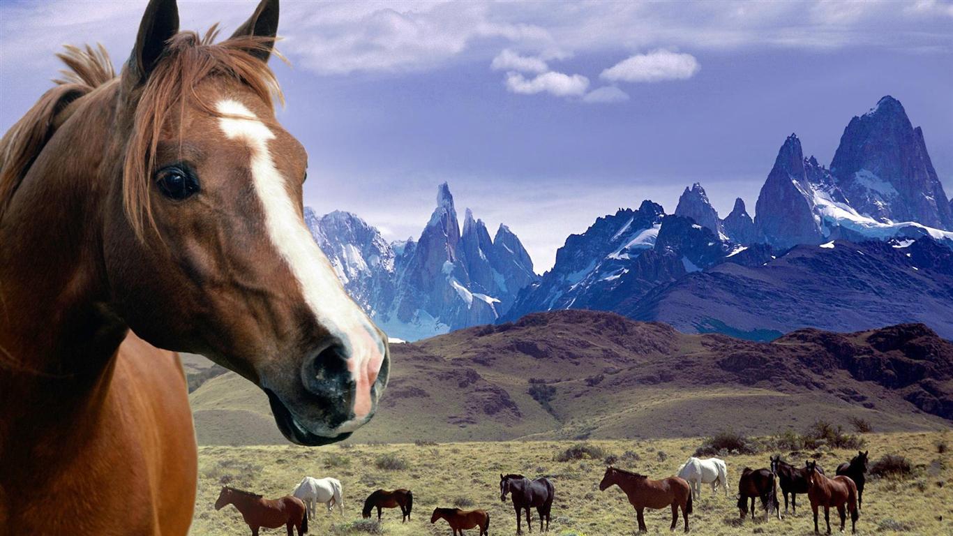 Grassland Horses Desktop Background Widescreen Wallpaper