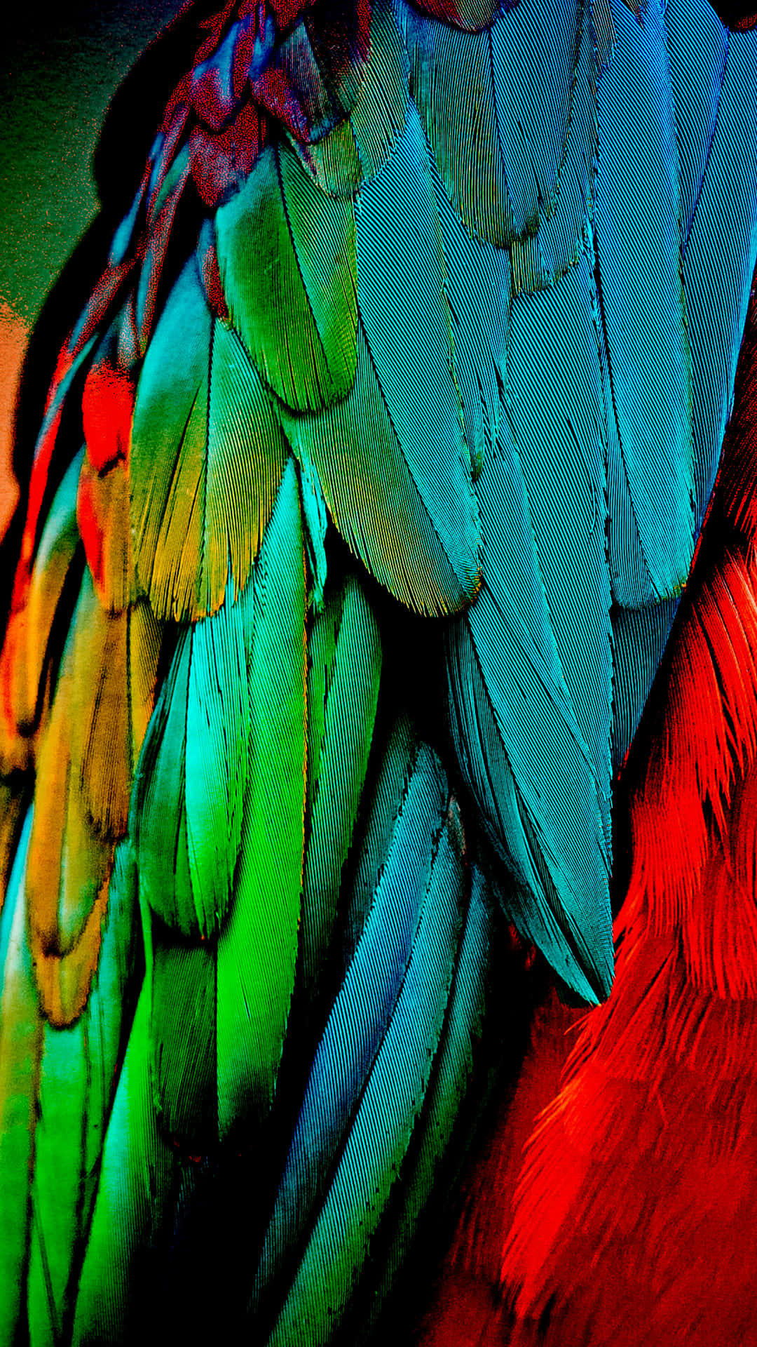 Parrot Wing Feathers N7vi9eu6th2mnm9f Wallpaper