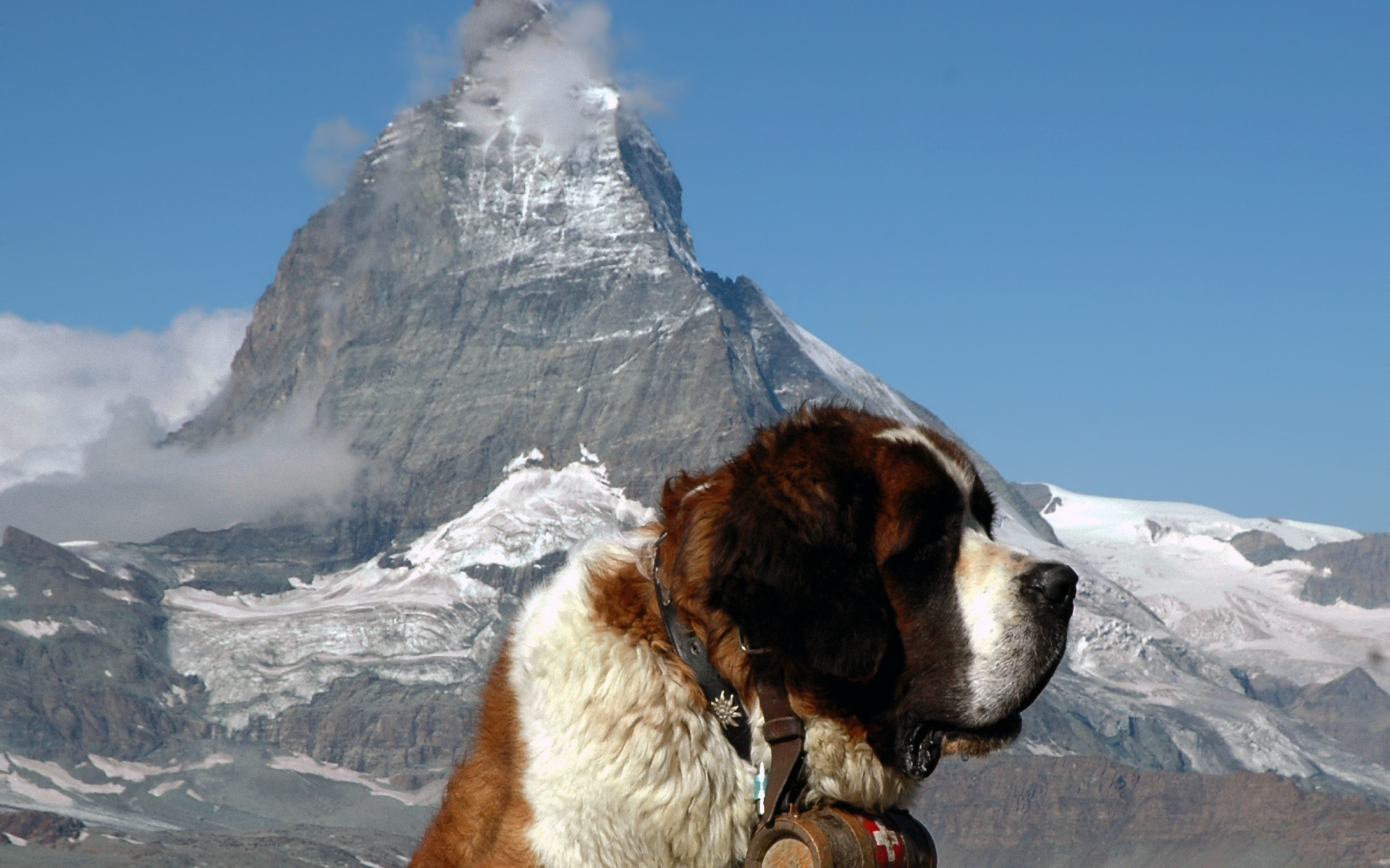 Saint Bernard Wallpaper Space Elephant