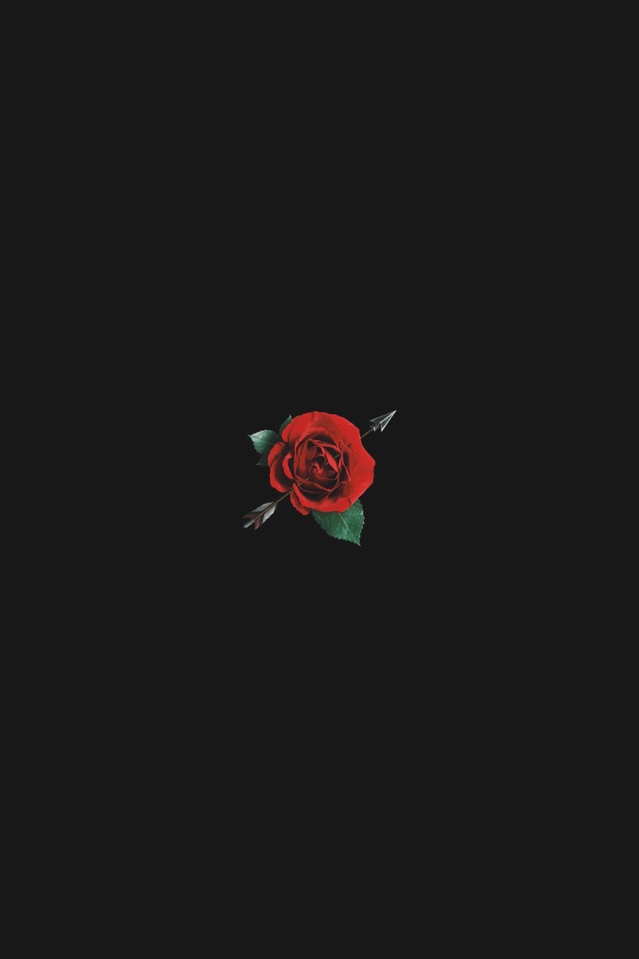 Aesthetic Red Rose With Black Background