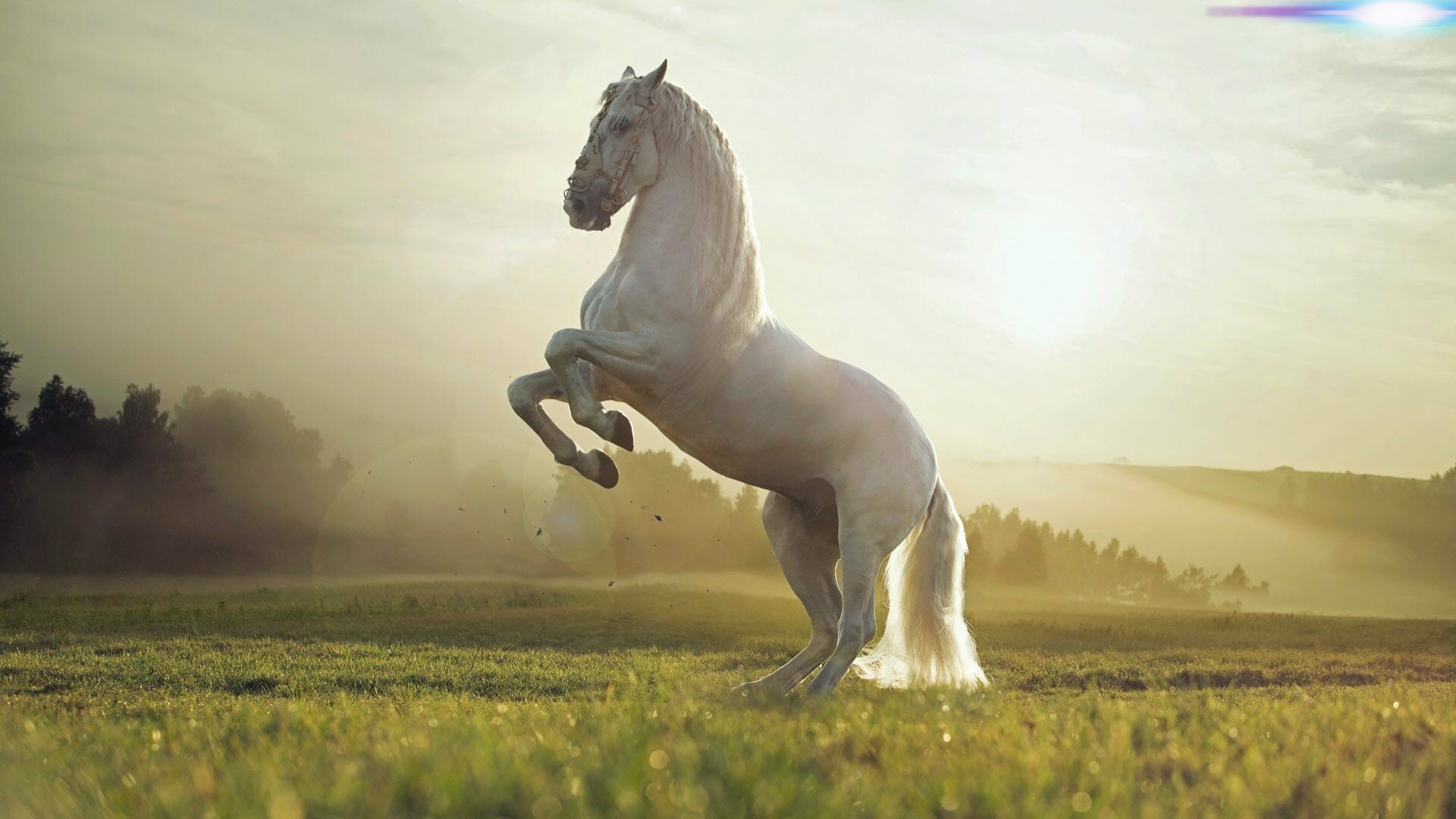 White Horses HD Wallpaper For Desktop