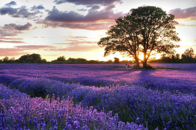 field lavender Lavender Field Nature Fields HD Desktop Wallpaper