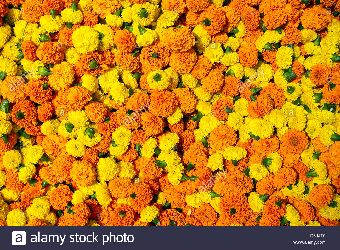 Marigold Flowers Garland Background Stock Photo