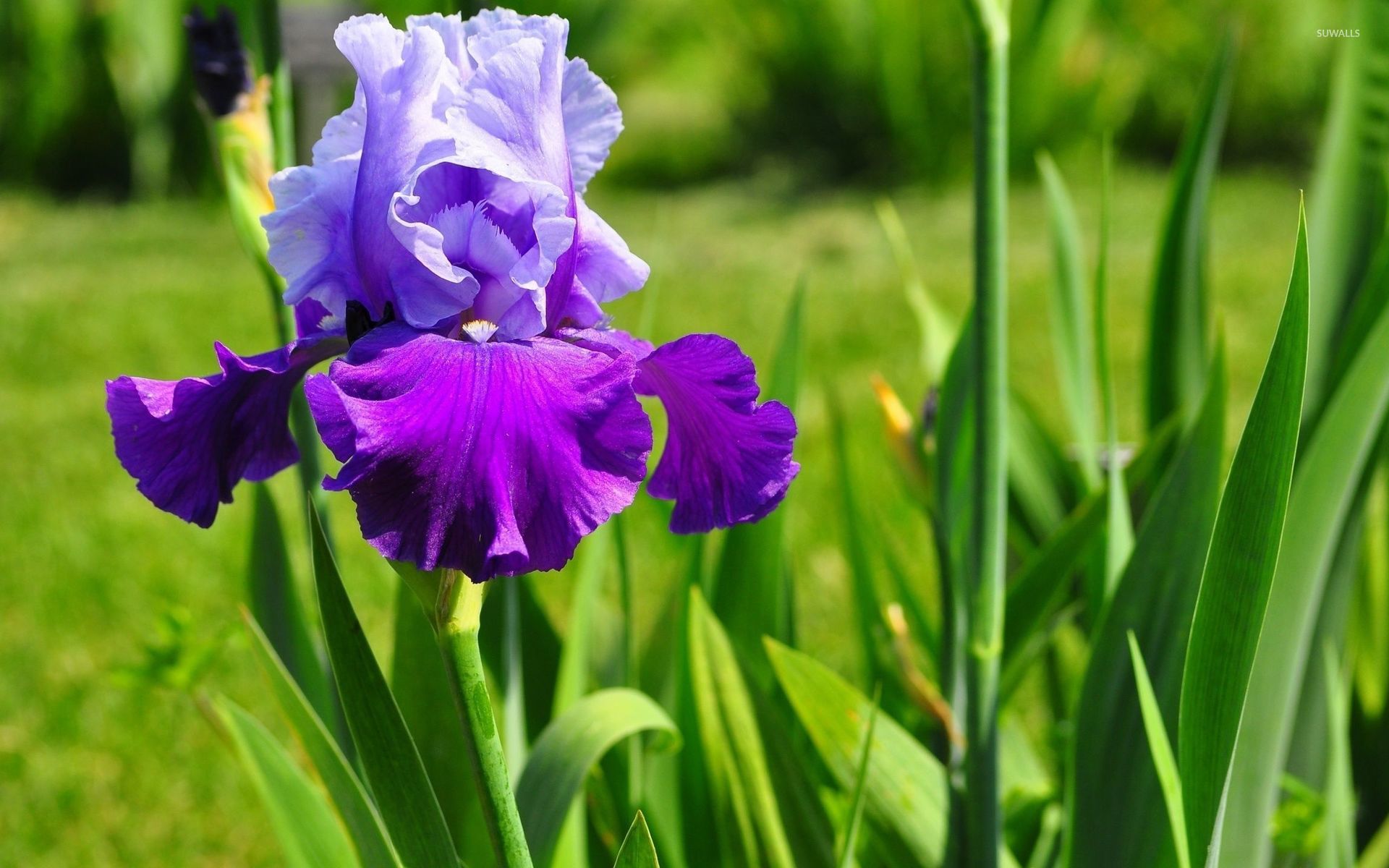 Iris Wallpaper Flower