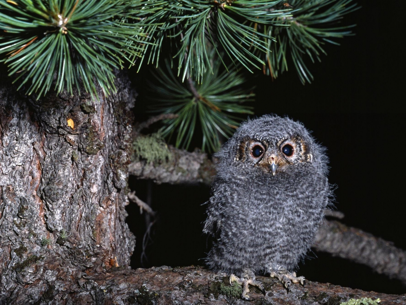 Cute Baby Owl Wallpaper In Animals With All