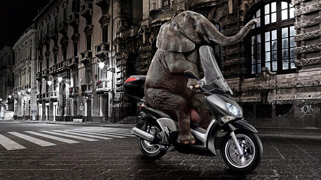 Elephant On A Moped Wallpaper And Image Pictures