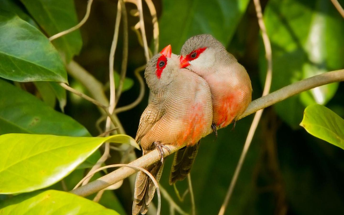 Two Red Masked Finches Wallpaper And Background Image