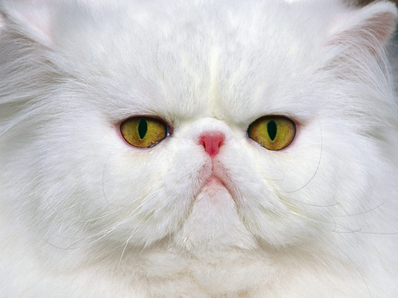 Angry Cat Wallpaper Desktop Wallpaper
