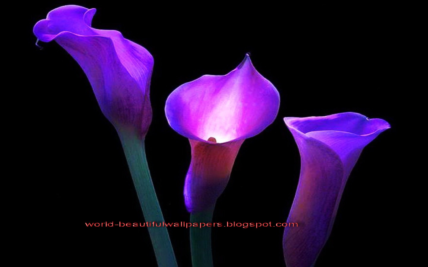 Purple Calla Lilies Wallpaper Image Amp Pictures Becuo
