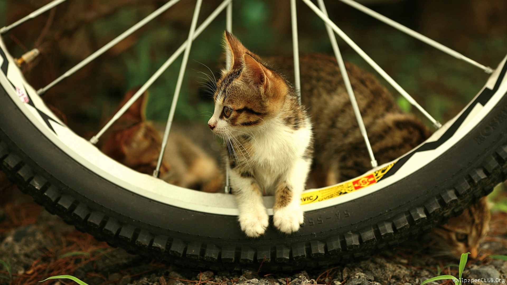 Cute Kitty Kitten Cat Gattino Gatto Micio HD Sfondo Desktop Wallpaper