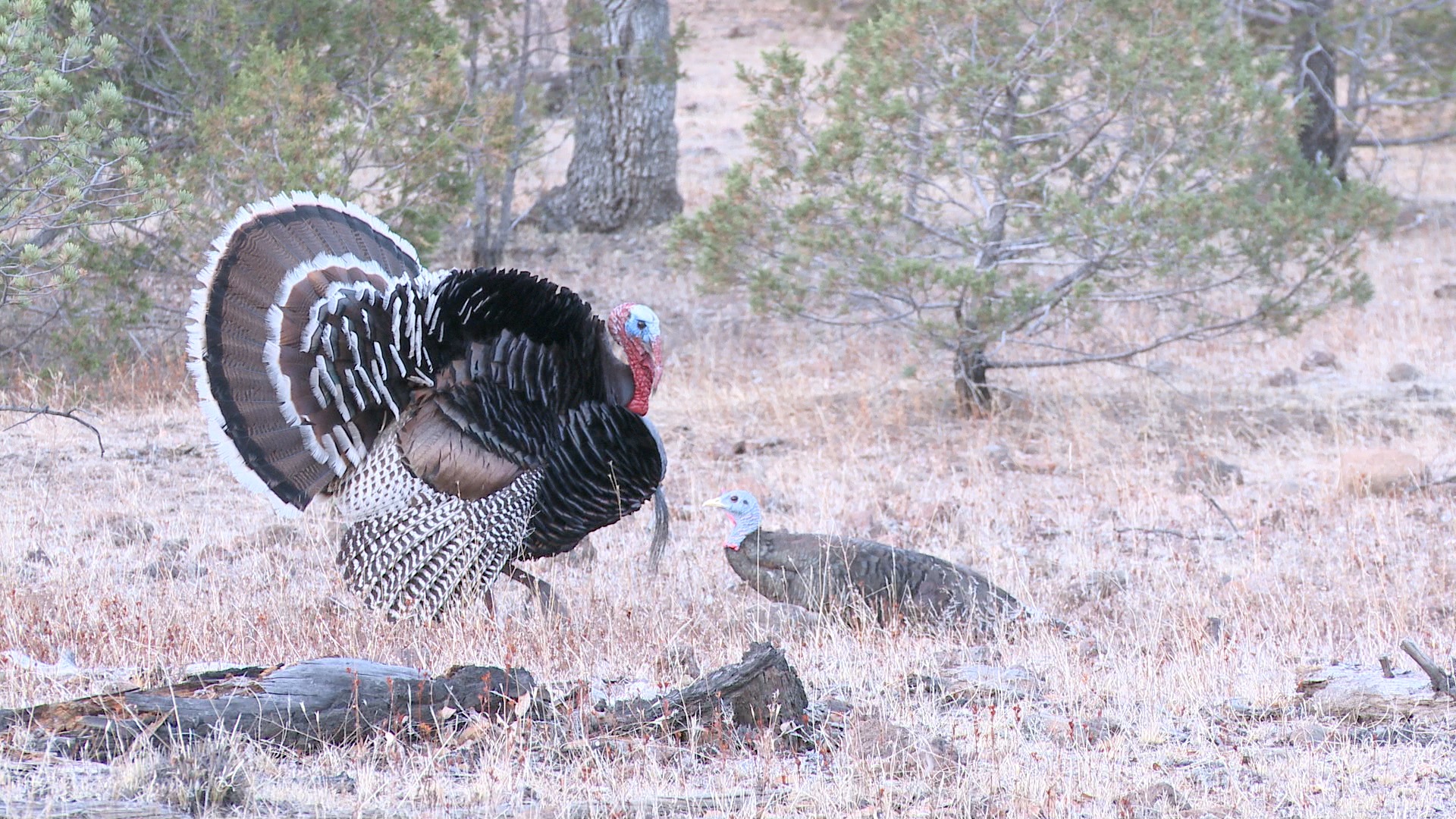 Turkey Hunting Wallpaper Image Gallery For