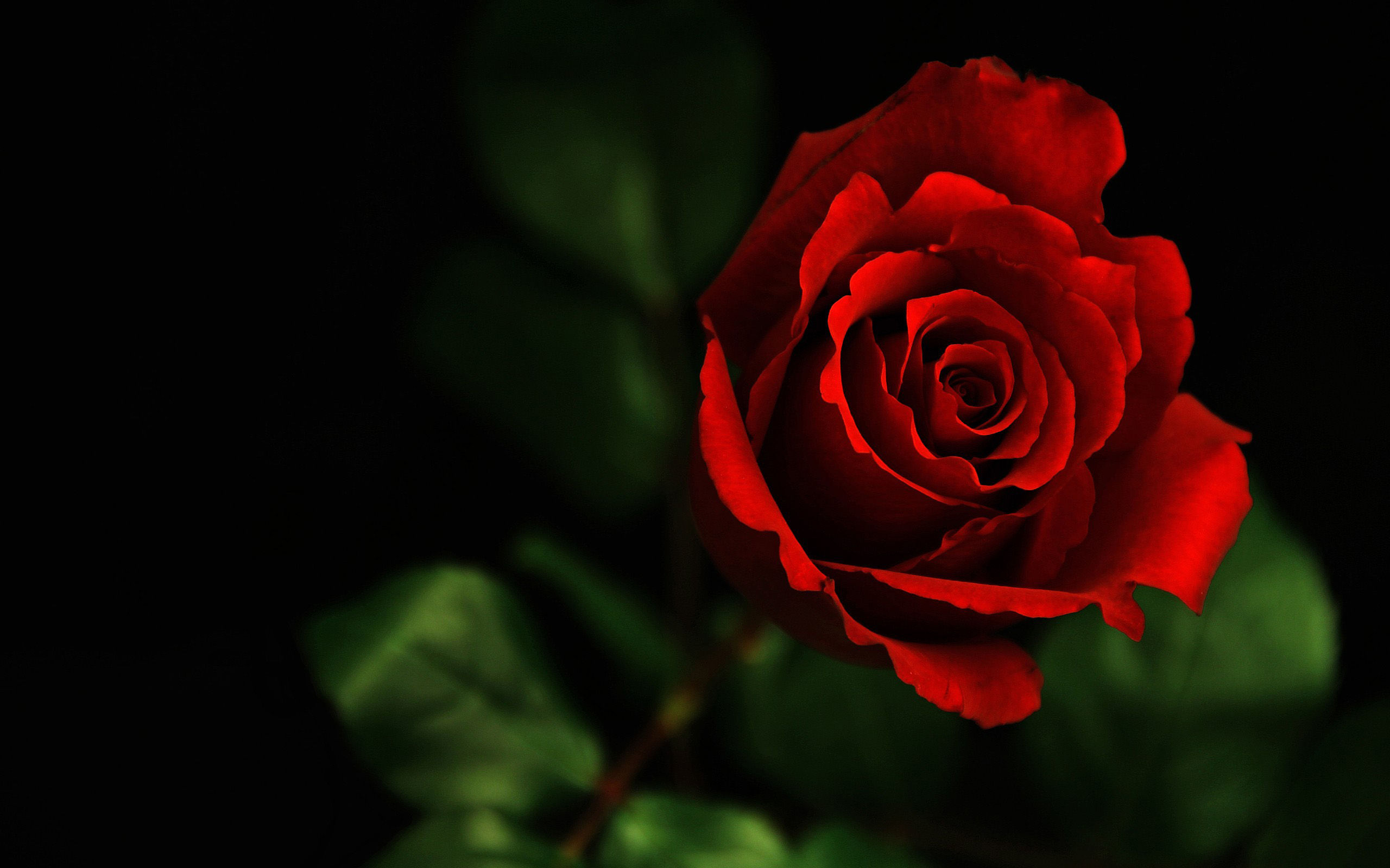 Dark Red Rose Flower Image Top Collection Of Different Types