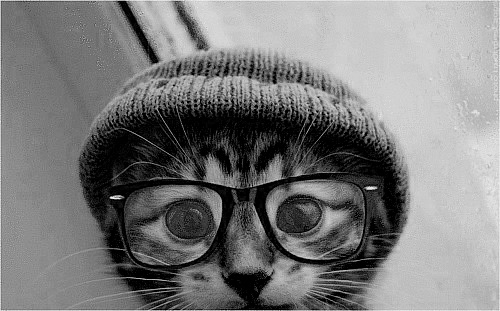 Hipster Cat On
