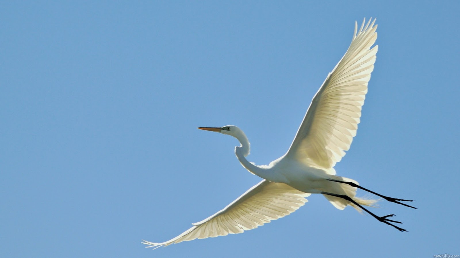 Most Beautiful Flying Birds New HD Wallpaper