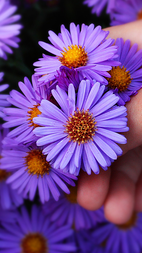 Purple Flowers In Hand Wallpaper iPhone