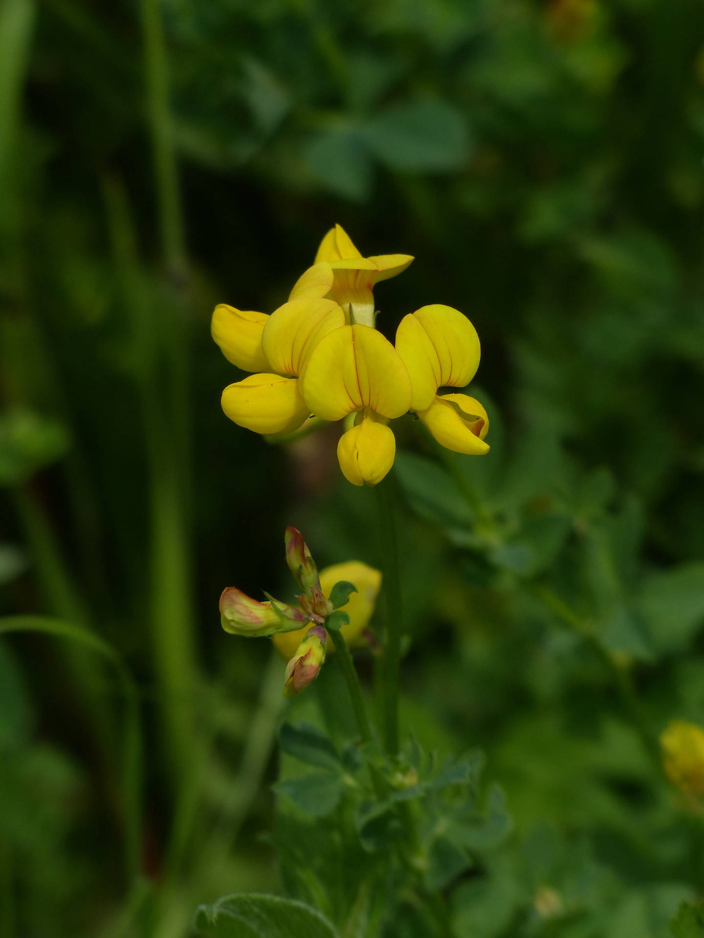Fenugreek Wallpaper