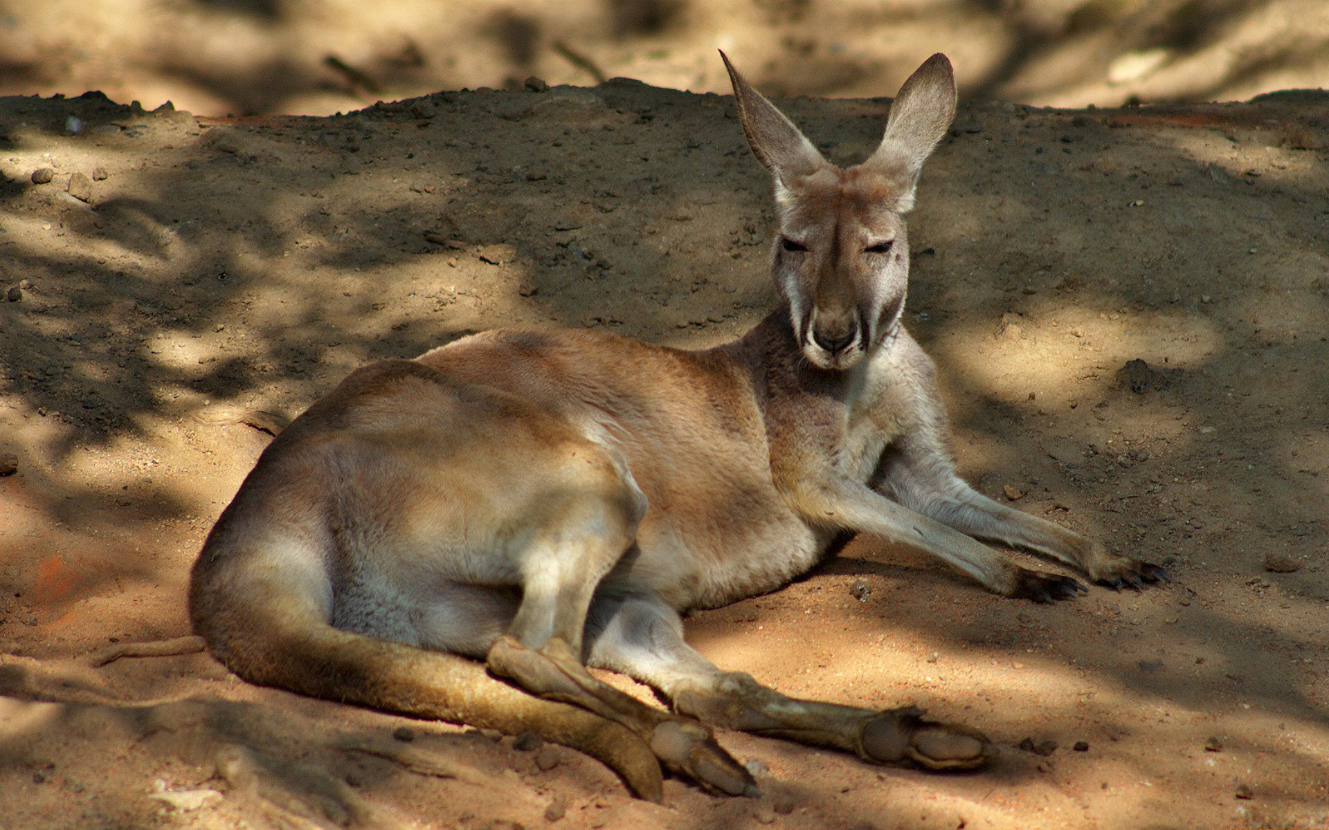 Animal Kangaroo Wallpaper