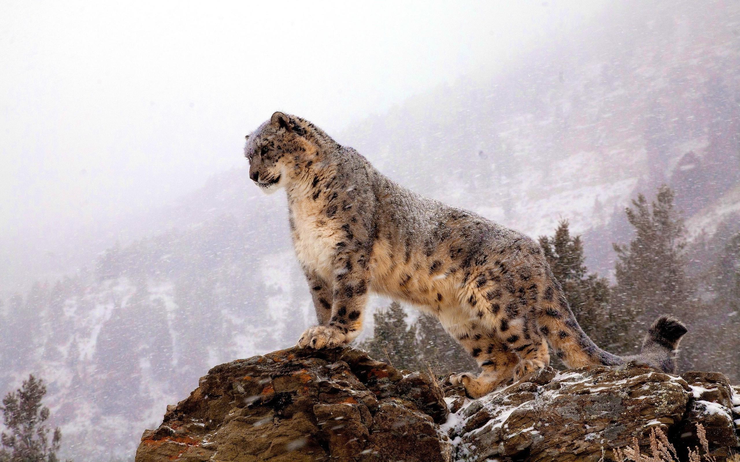 Snow Leopard Wallpaper HD 2560x1600