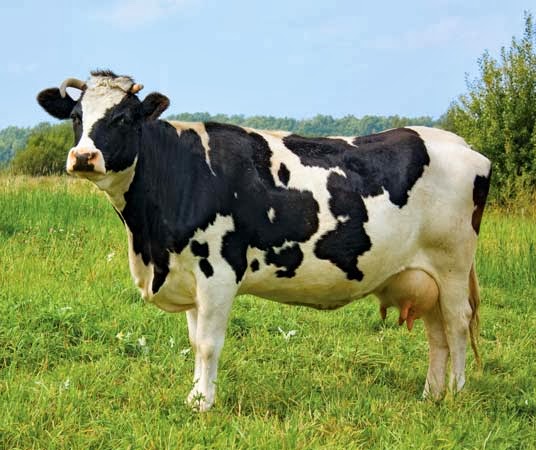 Cow HD Wallpaper Animals World