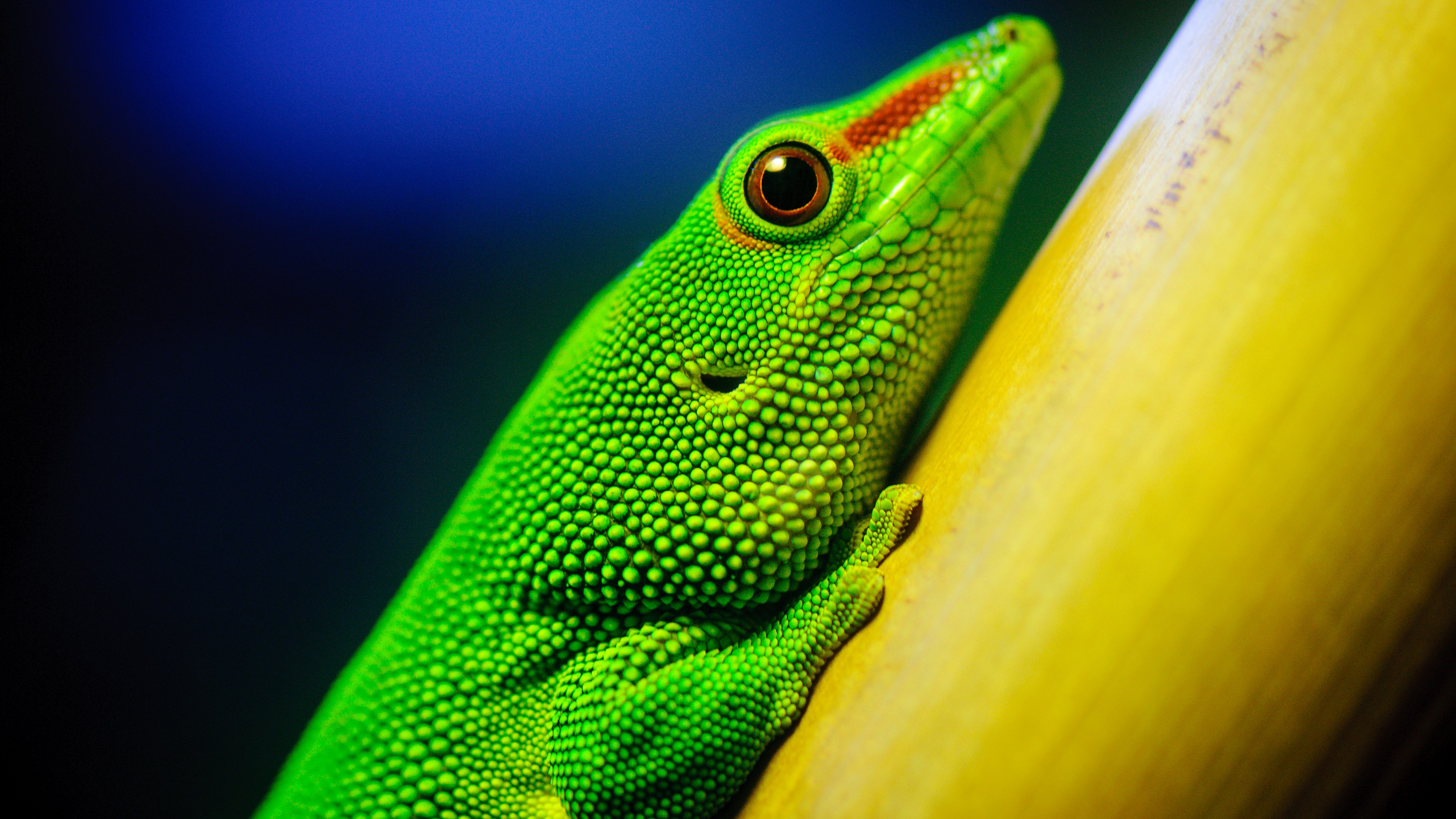Little Green Lizard 4k Ultra HD Desktop Wallpaper Uploaded By
