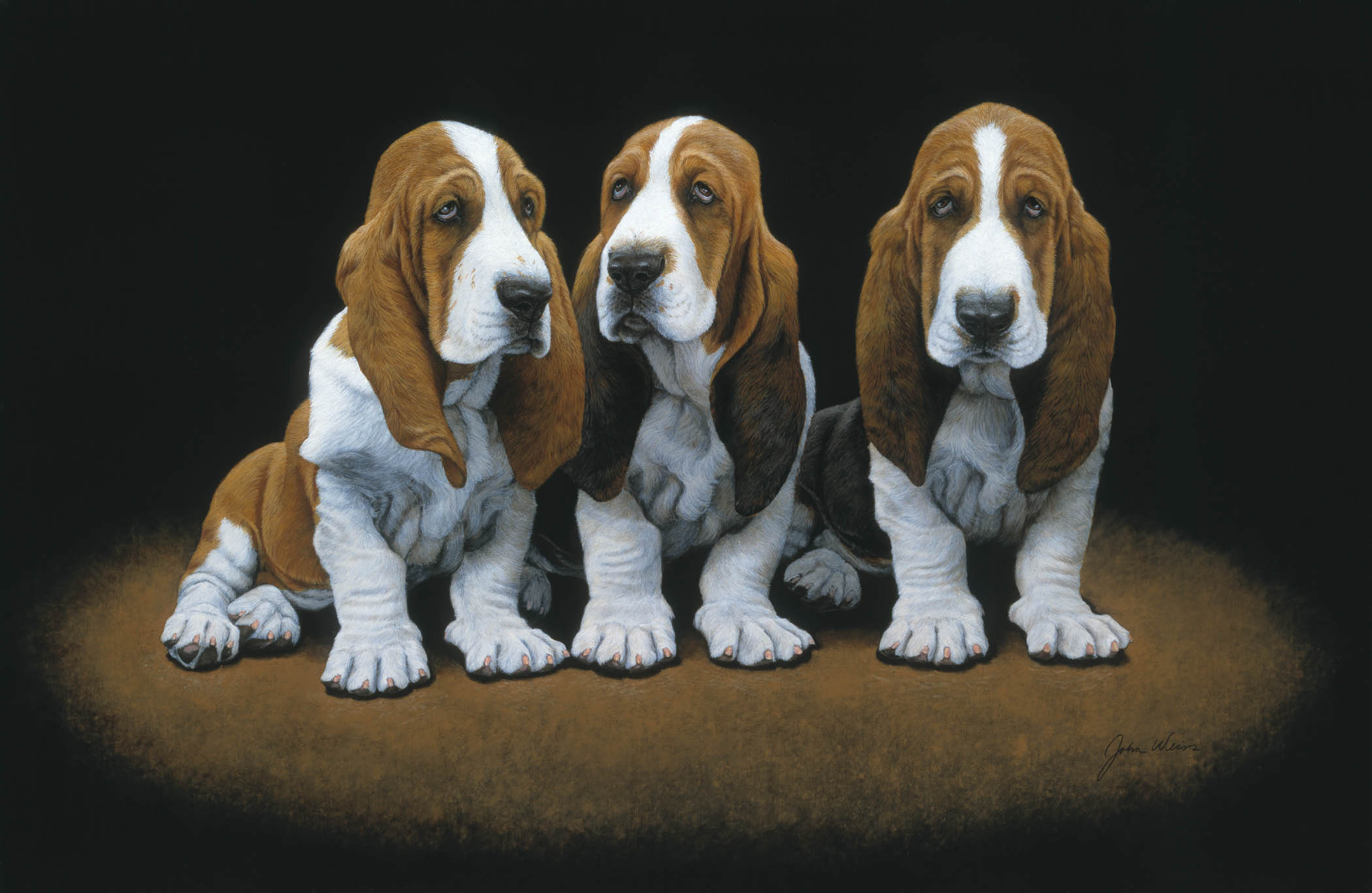Basset Hound Puppies Wallpaper