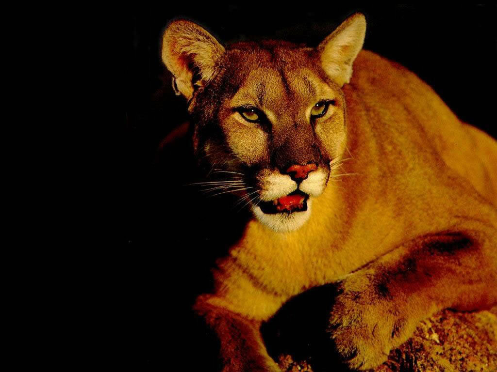 Big Cats Image Cat Wallpaper HD And Background