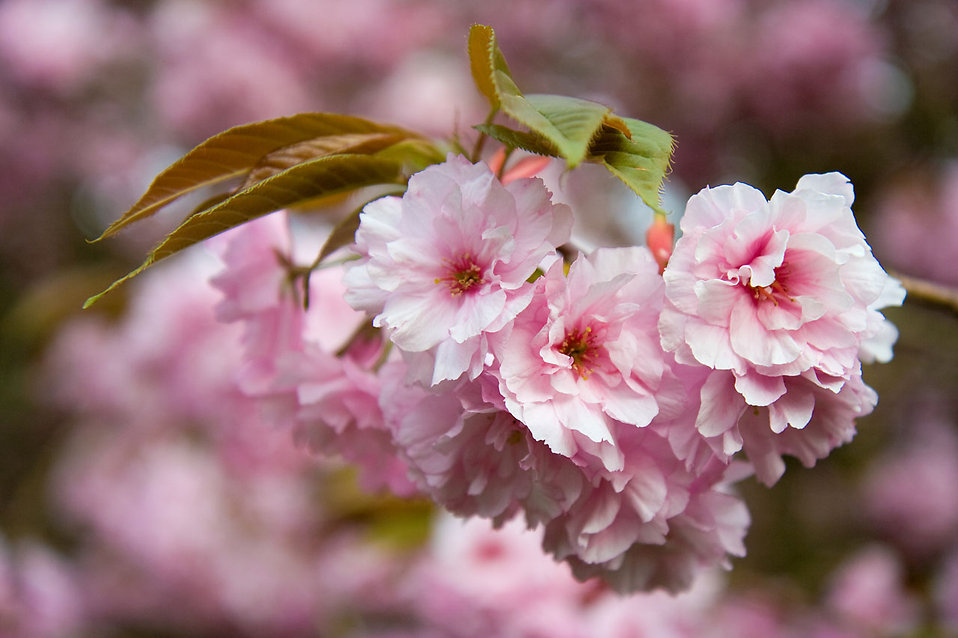 Stock Photo Japanese Flowering Cherry In Blossom