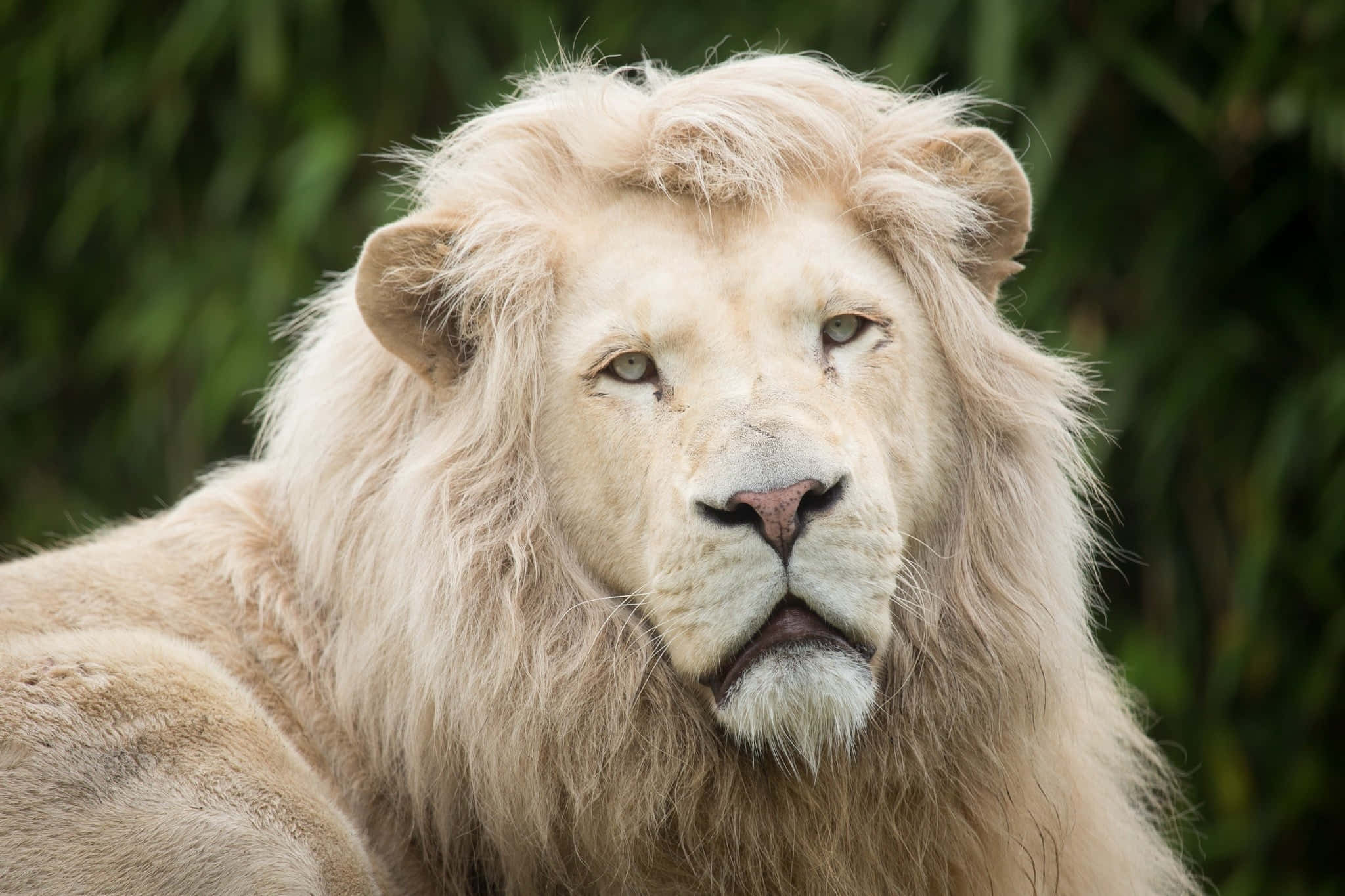Lion Face Picture Wallpaper