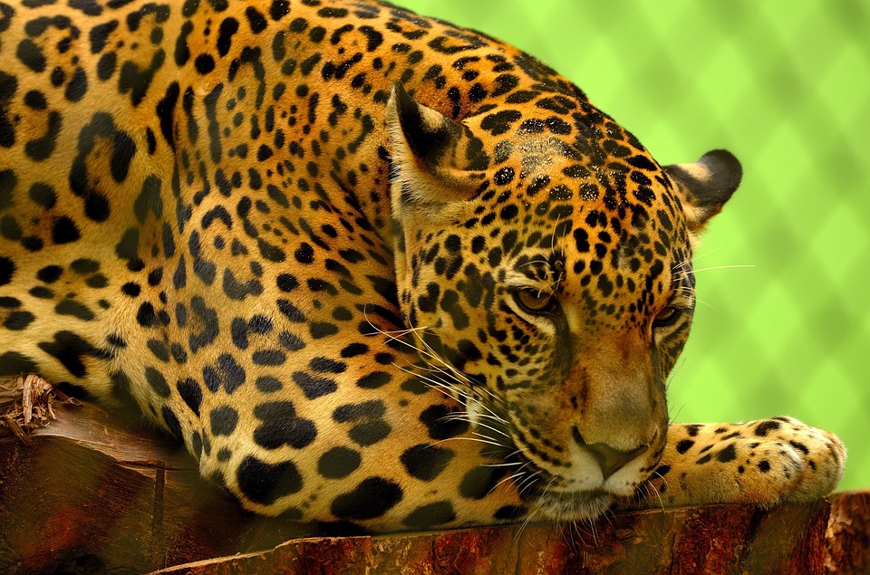Photo Jaguar Big Cat Carnivore Feline