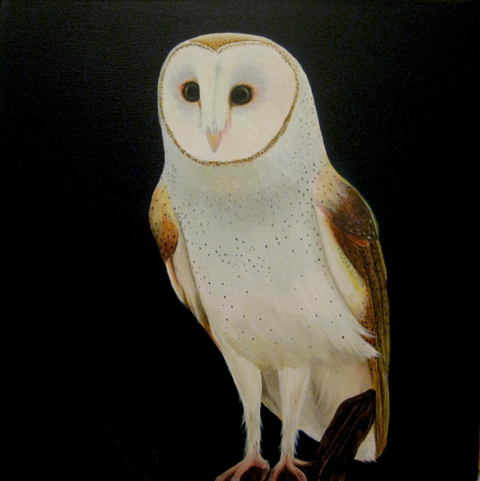 Barn Owl Wallpaper Owls Barnowl Image