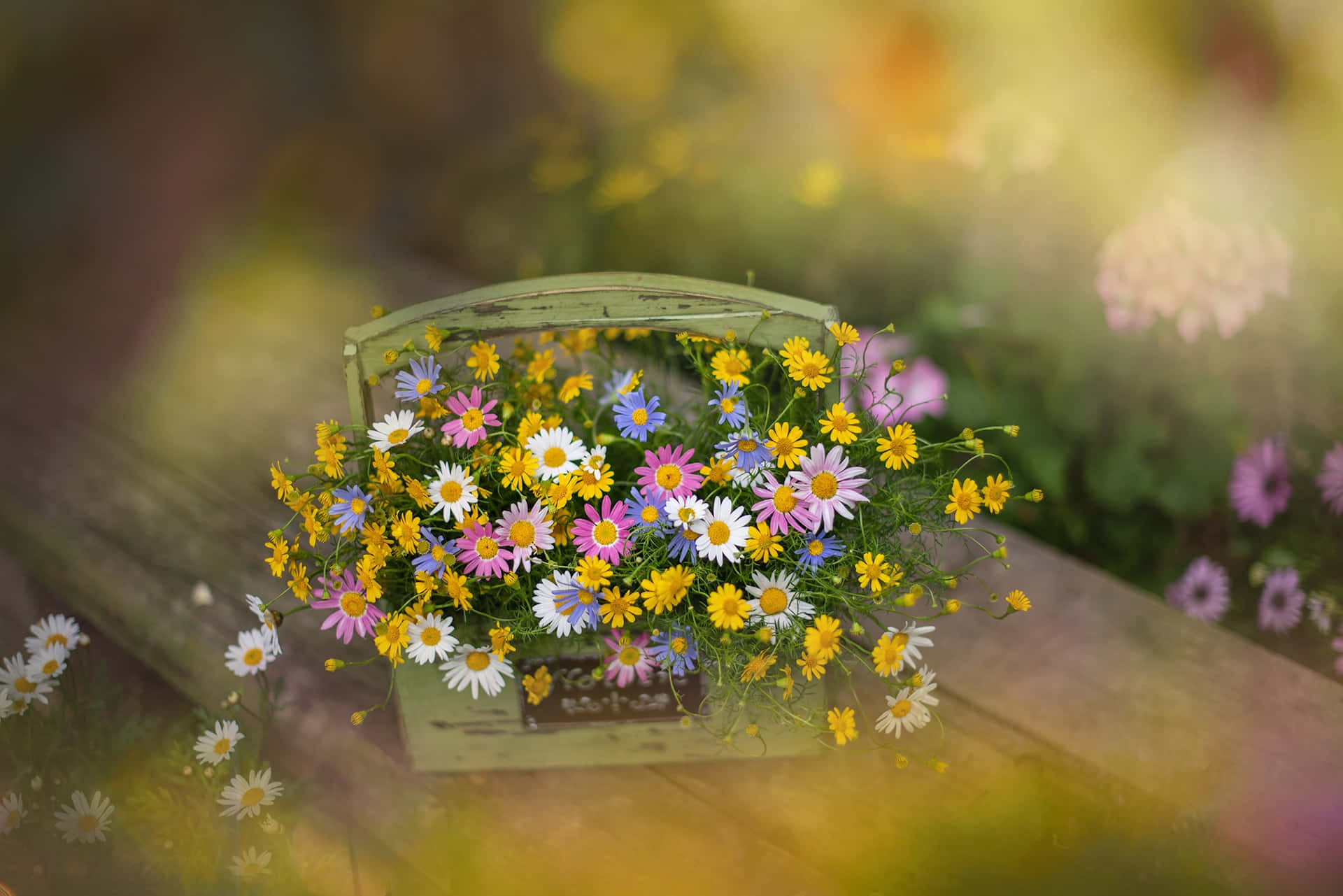 Wildflowers Winxwvc9nmal9yzr Wallpaper