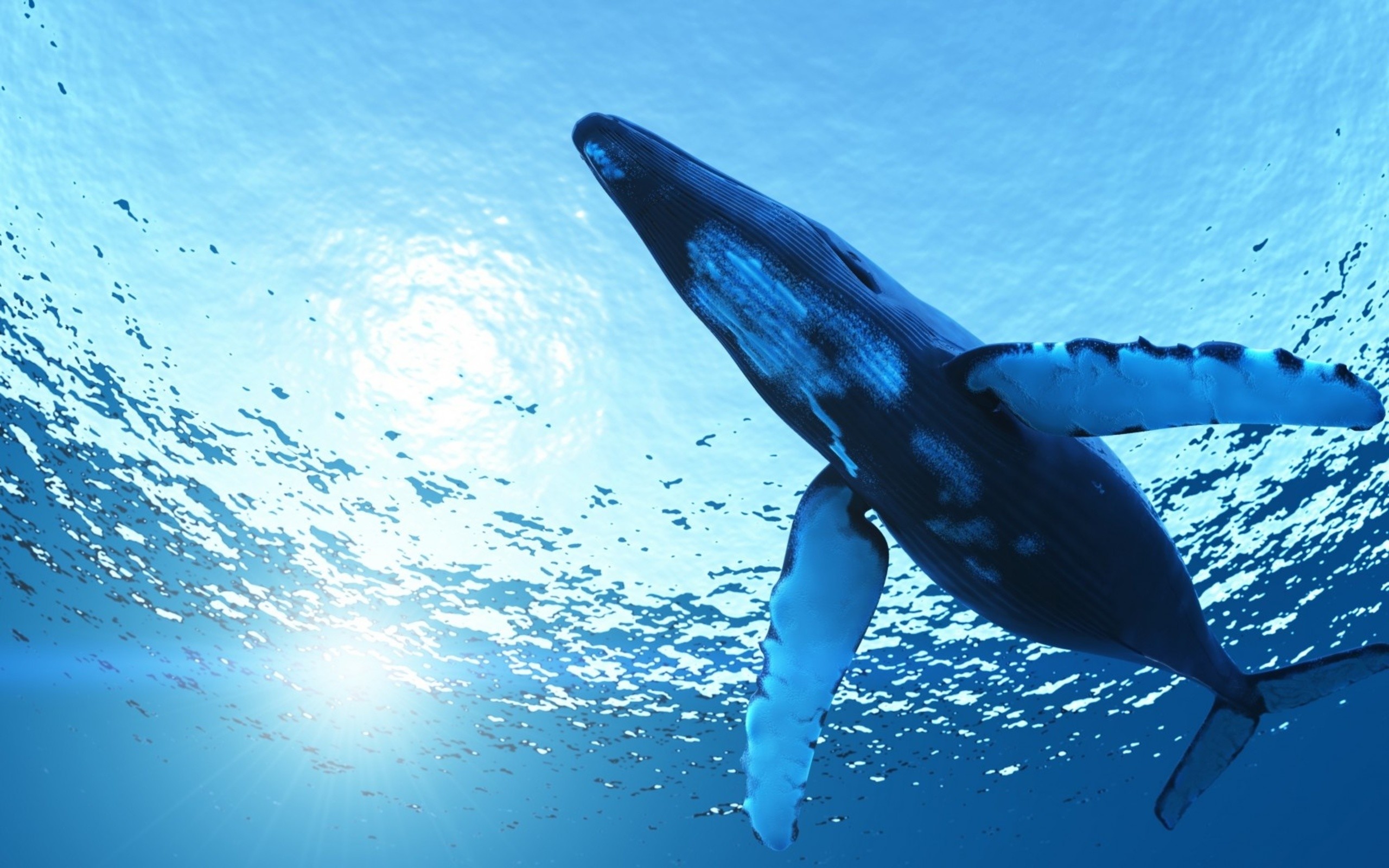 Whale Wallpaper For Desktop Image