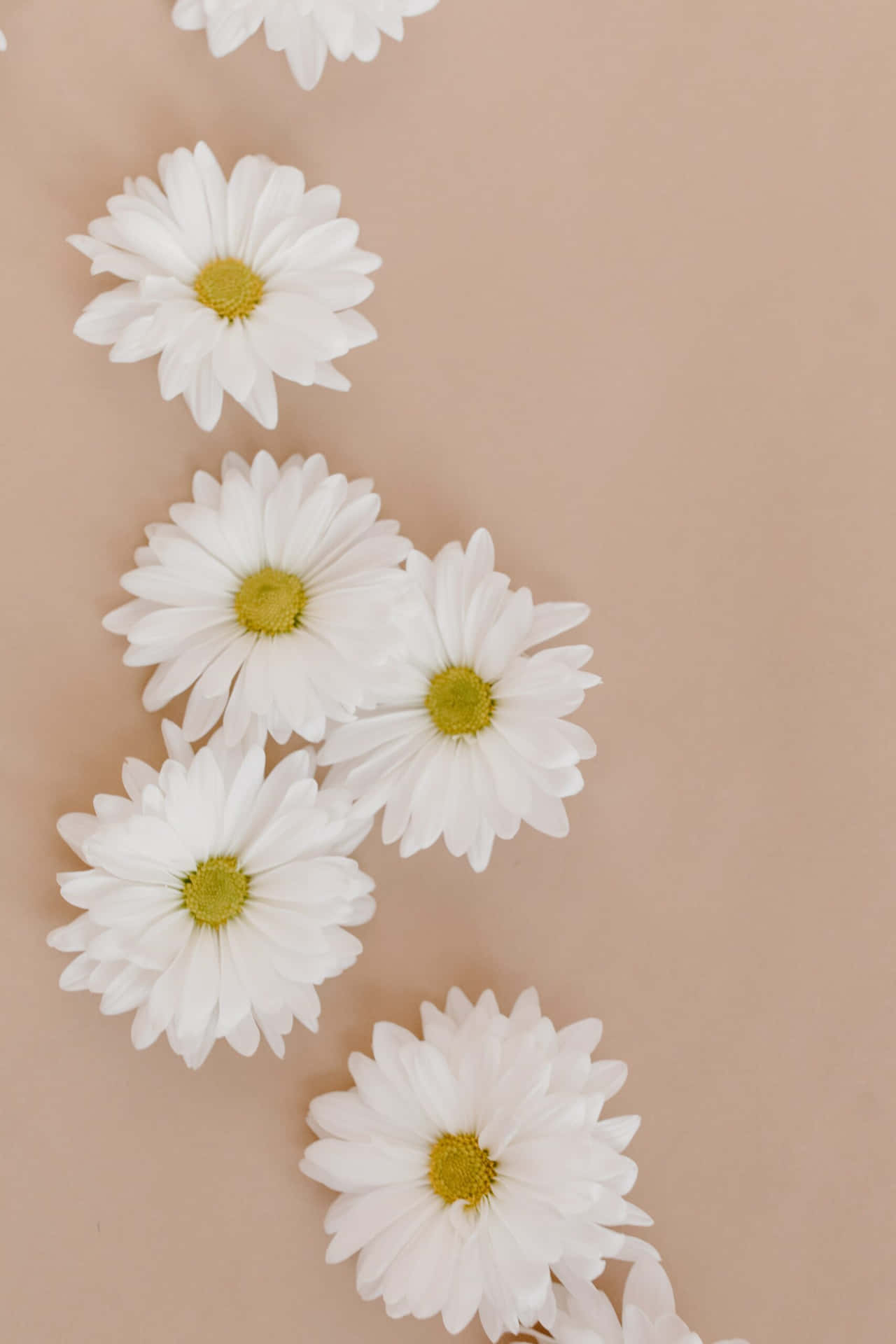 Elegant Aesthetic Wallpaper