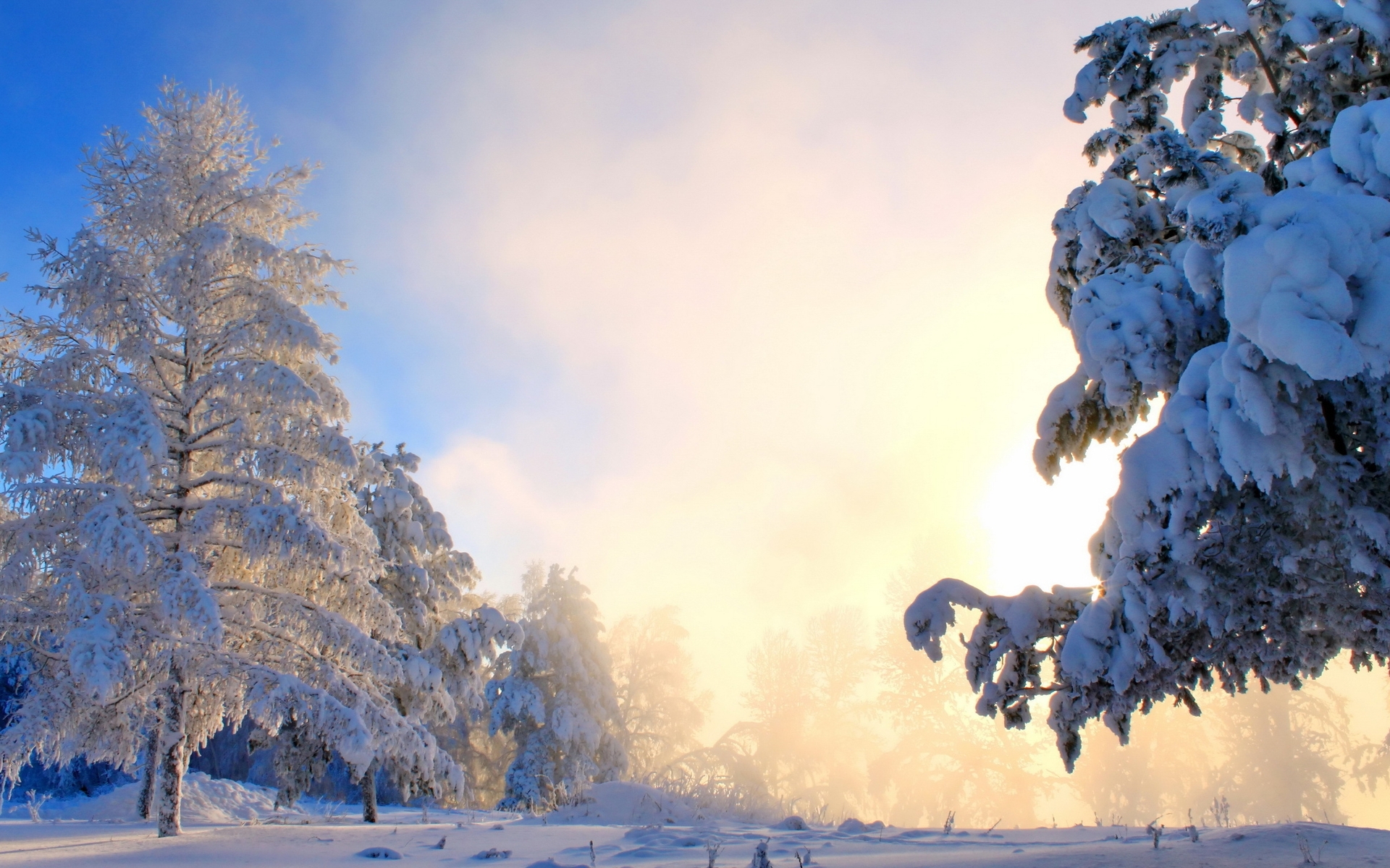 Download Snowy pine trees wallpaper