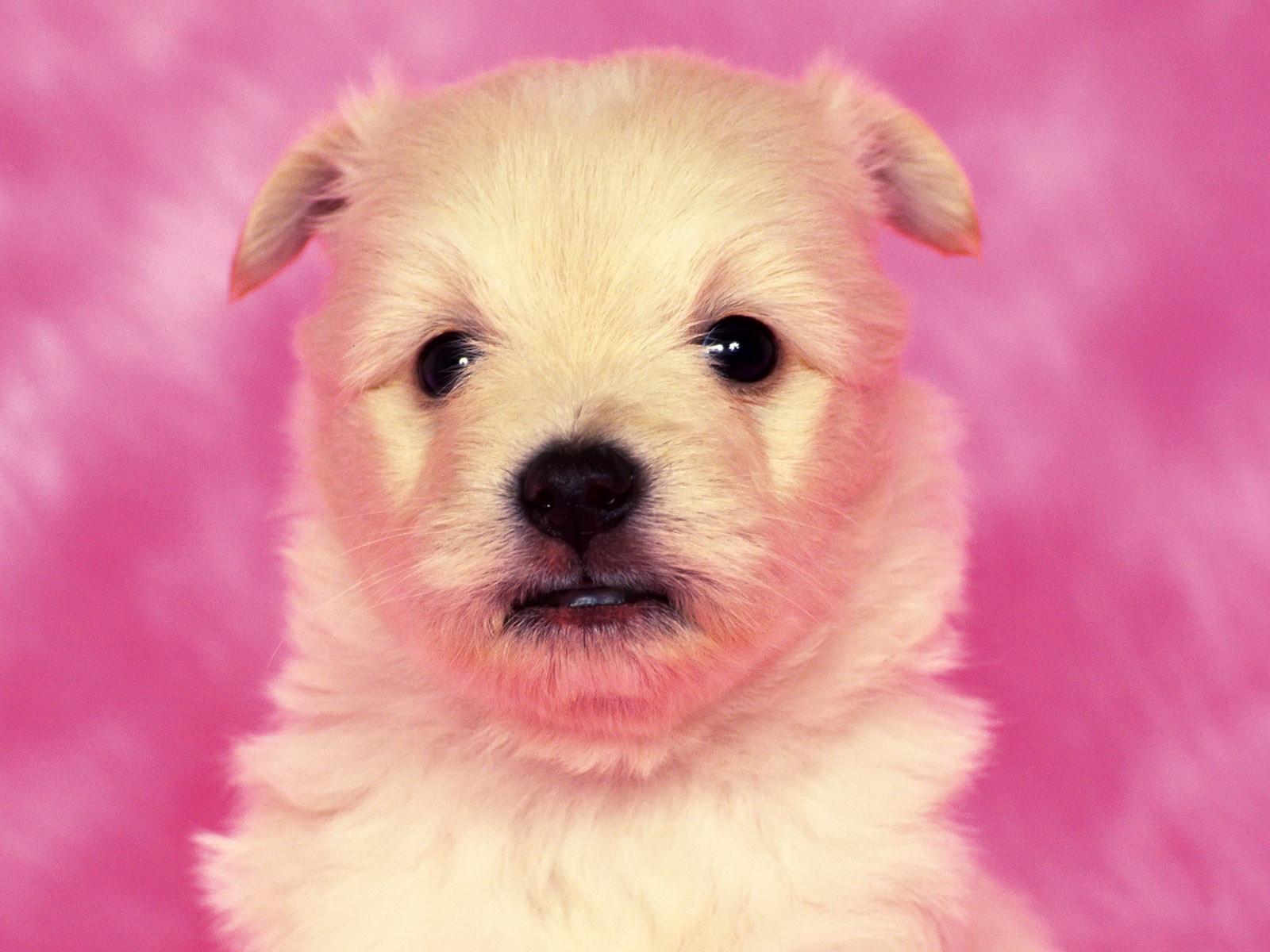 Adorable Fluffy Puppy on Pink Background