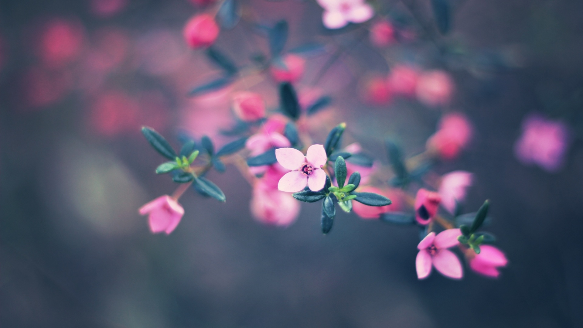 Very Small Flowers HD Wallpaper
