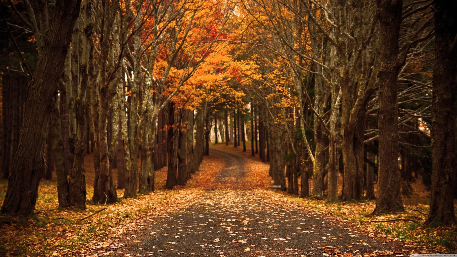 Enjoy The Beautiful Colors Of Autumn Wallpaper