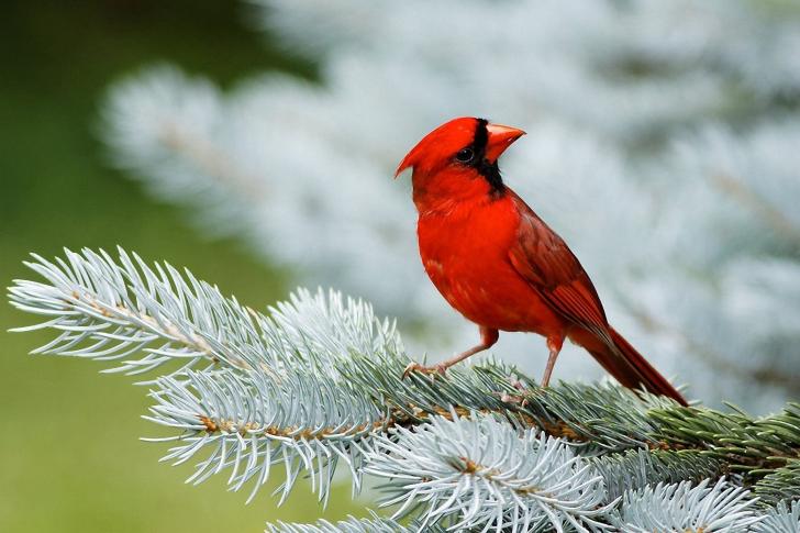 Animals Birds Red Cardinal