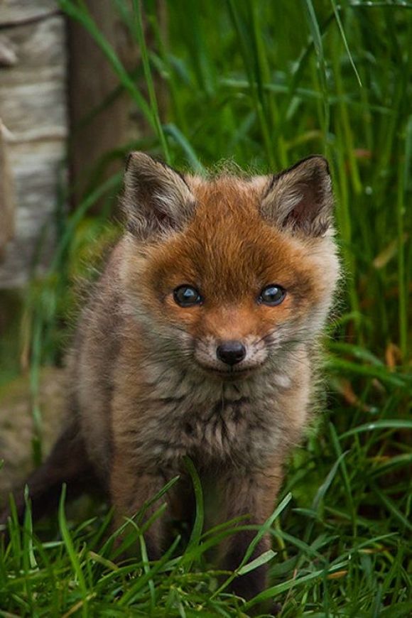 Video Description Litter Cost Lives This Hungry Fox Cub Went Out To