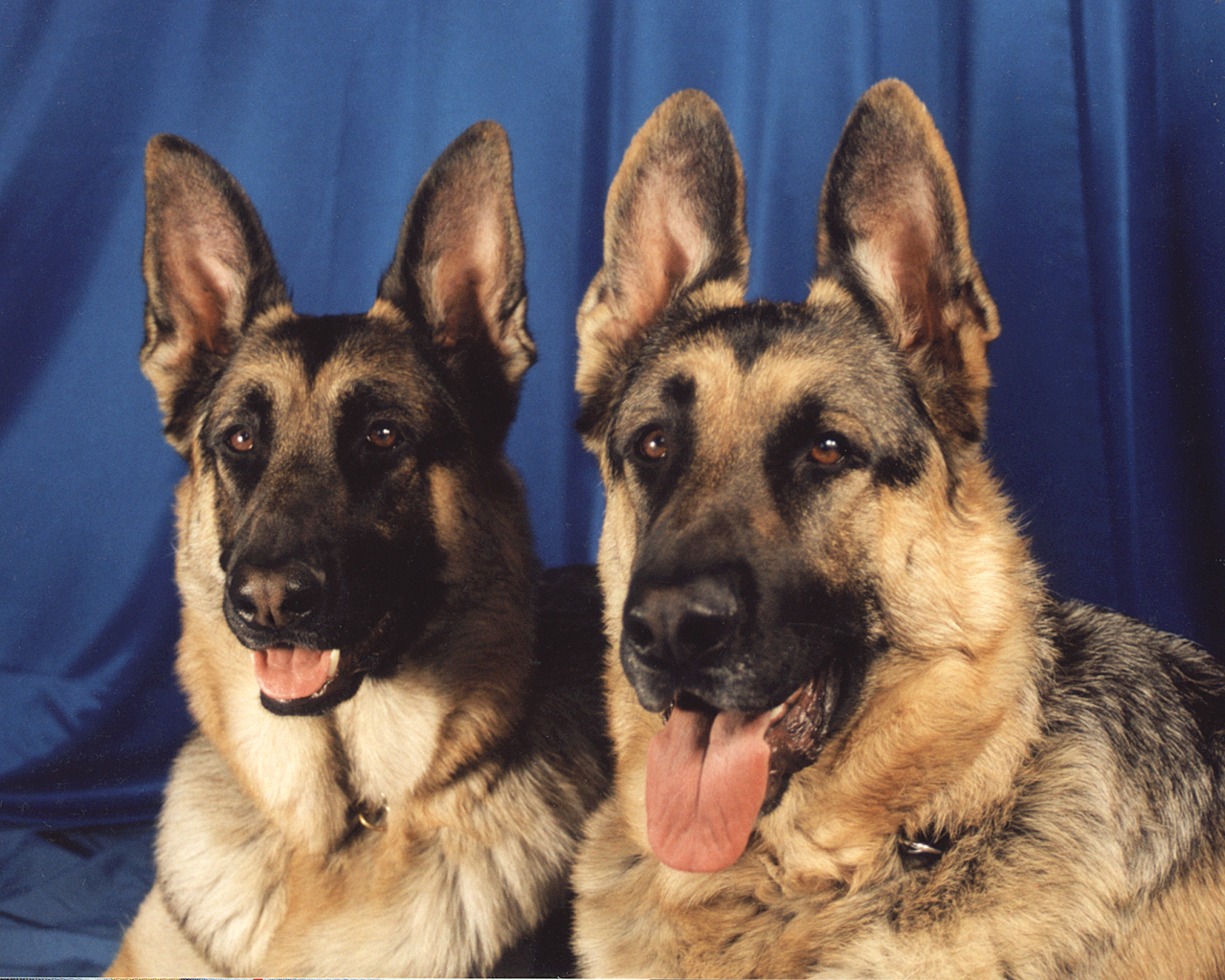 Dogs Photo And Wallpaper Beautiful German Shepherd Pictures