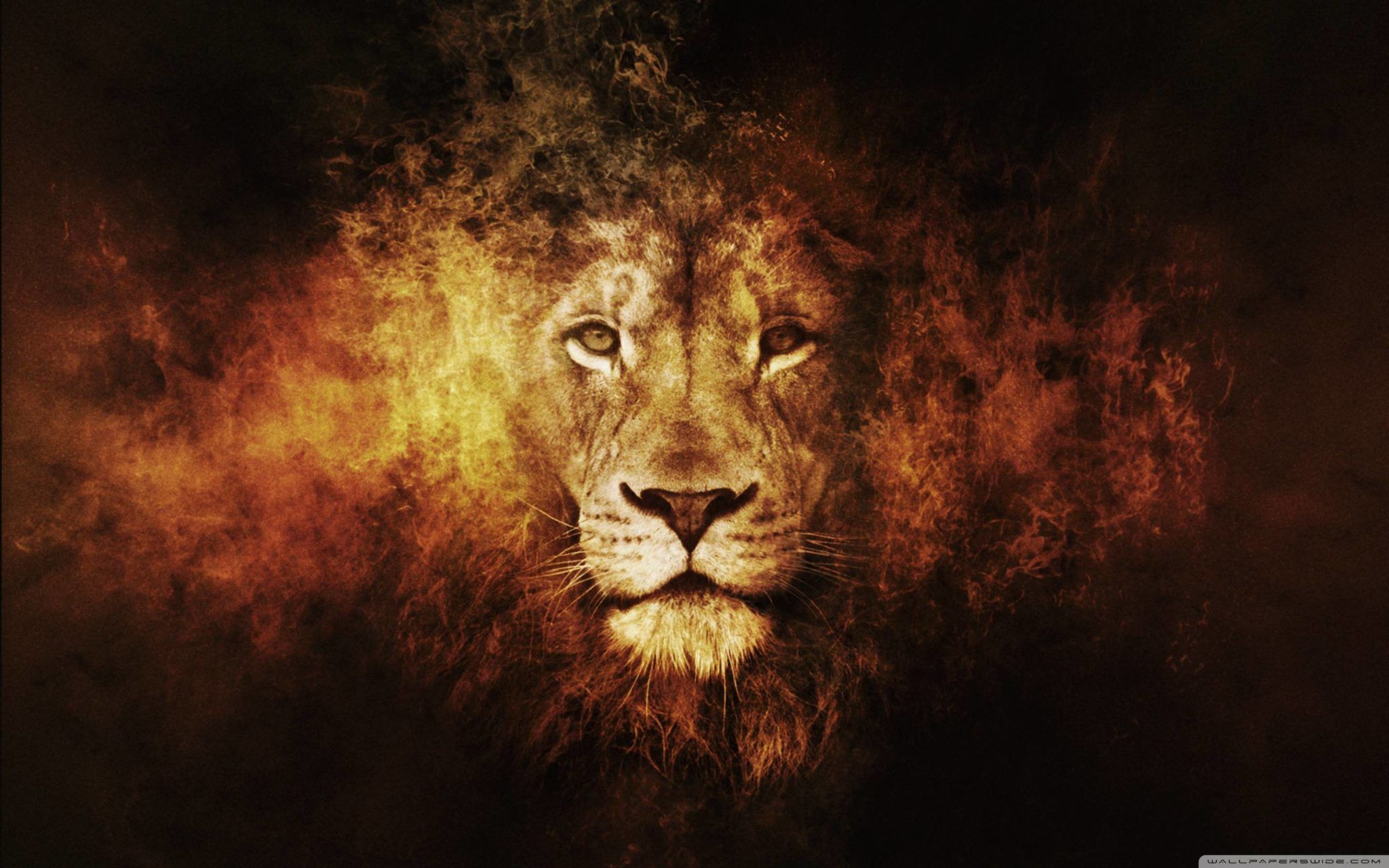 Lion HD Wallpaper And Background