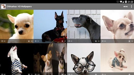 Scaricare Chihuahua HD Wallpaper Per Android Da Larisa