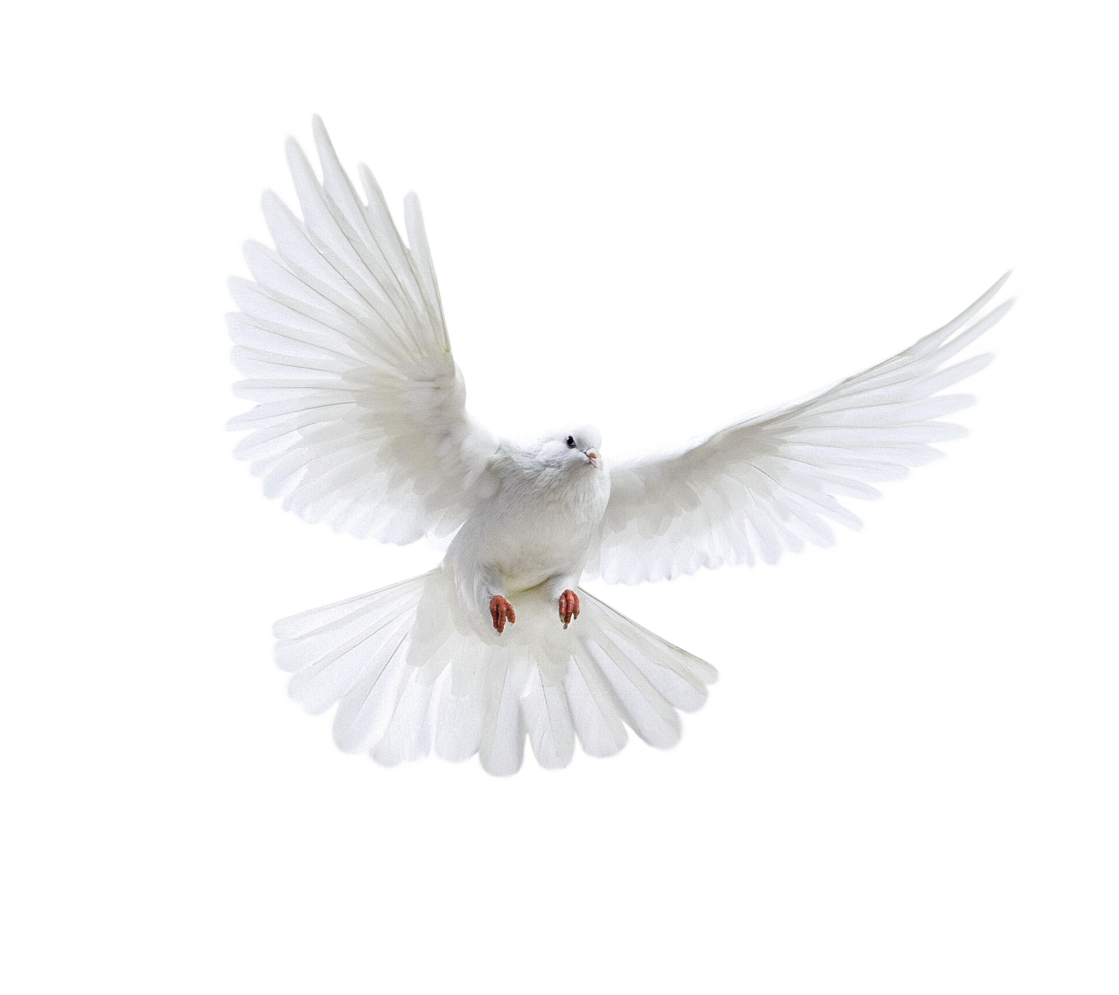 Pigeon Png Image Pictures