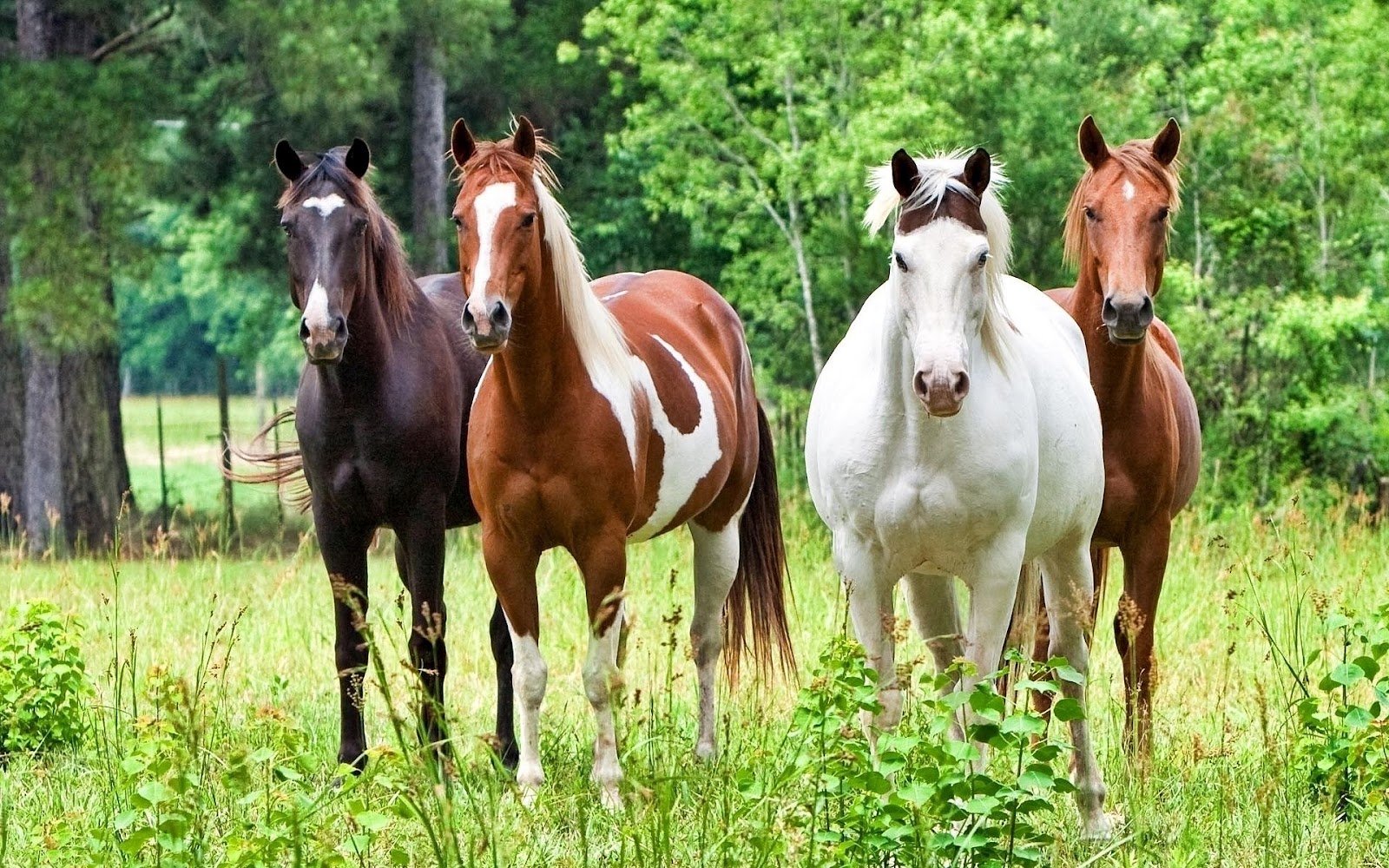 HD Animal Wallpaper With Four Horses In A Field