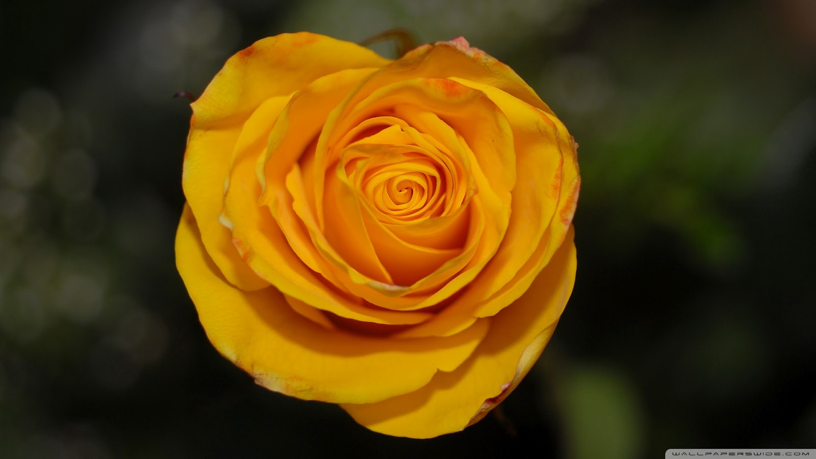 Orange Rose Wallpaper Full HD High Definition Pictures